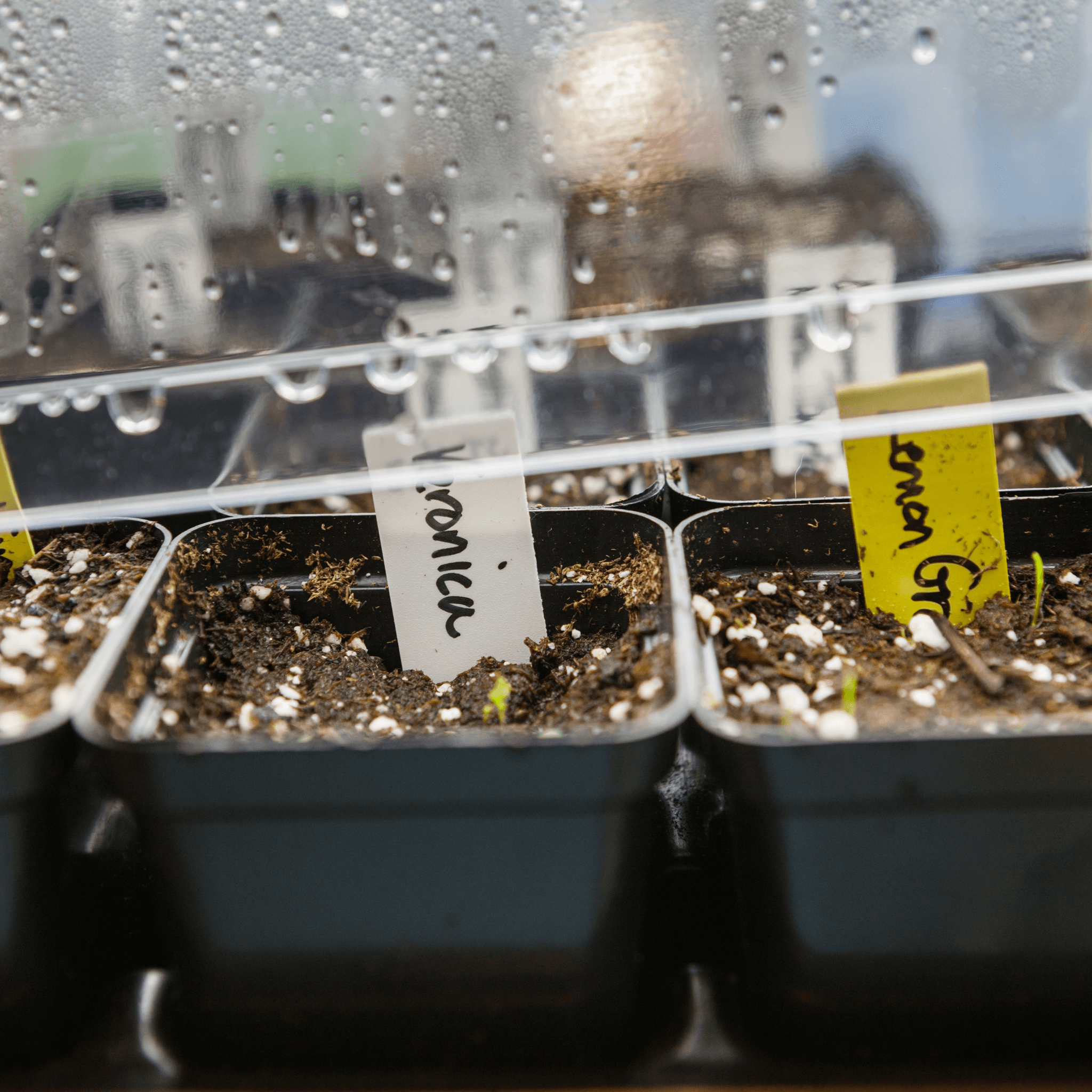 Germination Station